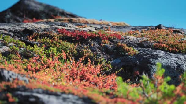 Colorata Vegetazione Autunnale Sui Pendii Rocciosi Rallentatore Panoramica Destra Filmati — Video Stock