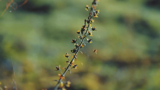 一张精致蜘蛛网的特写照片 中间挂着一只蜘蛛 挂在凋零的花朵上 倾斜换档 播种运动 高质量的4K镜头 — 图库视频影像
