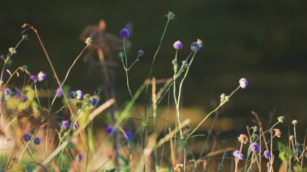 Zbliżenie Zdjęcie Niebieskich Kwiatów Ostu Globu Rozmytym Tle Zwolniony Ruch — Wideo stockowe