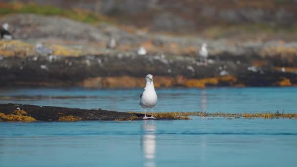 一只海鸥栖息在布满海藻的岩石上 更多的鸟坐在海岸上的背景 慢动作 高质量的4K镜头 — 图库视频影像
