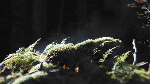 Eine Nahaufnahme Der Sonnenbeschienenen Grünen Farne Auf Dem Bemoosten Waldboden — Stockvideo
