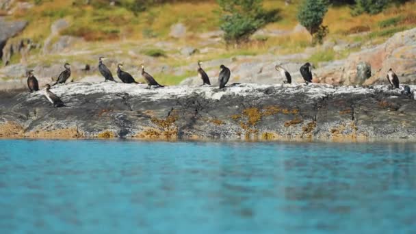 Small Flock Common Shags Perched Jagged Black Withered Rocks Slow — Stock Video