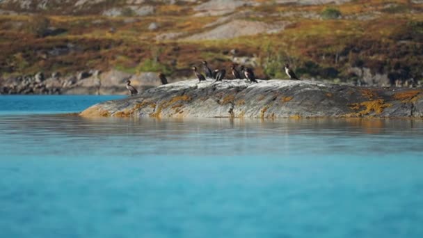 黒い枯れた岩の上には鵜の群れが群がっていた 背景の北側の風景 スローモーション 高品質4K映像 — ストック動画