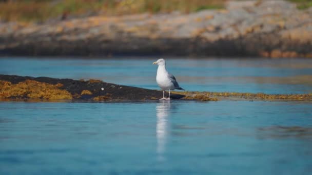 一只普通的海鸥栖息在布满海藻的岩石上 黑漆漆的背景慢动作 高质量的4K镜头 — 图库视频影像