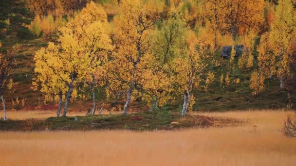 Осенний Лес Граничит Болотистым Лугом Севере Норвегии Медленное Движение Поворот — стоковое видео