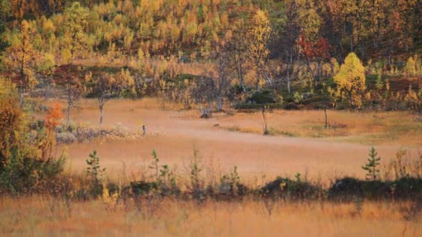 Herbe Flétrie Sur Les Prairies Inondées Toundra Norvégienne Forêt Automne — Video