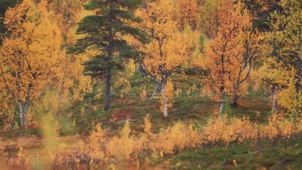 Φθινοπωρινό Δάσος Στη Βόρεια Νορβηγία Αργή Κίνηση Χτύπημα Δεξιά Υψηλής — Αρχείο Βίντεο
