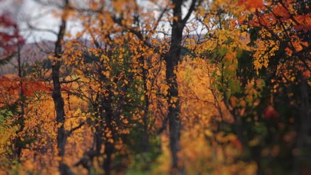 Foglie Cadenti Nella Colorata Foresta Autunnale Rallentatore Panoramica Destra Filmati — Video Stock