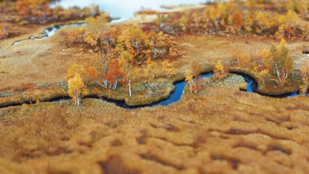 Luchtfoto Van Het Kleurrijke Herfstmoeras Rivier Kronkelt Door Het Landschap — Stockvideo