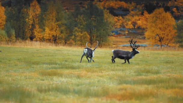 ノルウェーの田舎の緑豊かな牧草地を2匹のトナカイが歩きます 背景には秋の森 スローモーション トラッキングショット 高品質4K映像 — ストック動画