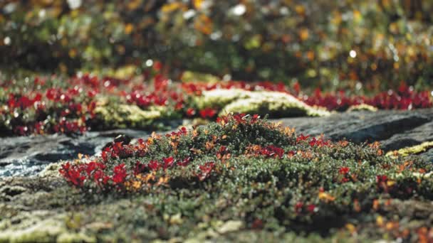 Крупным Планом Снимок Красочного Подлеска Осенней Тундры Медленное Движение Панорамное — стоковое видео