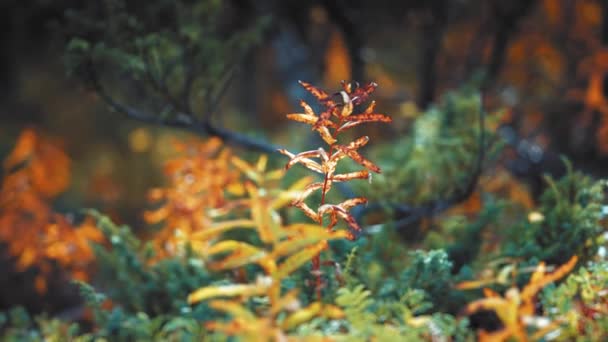 秋のツンドラ 枯れた草 および矮星の木でカラフルな低成長 高品質4K映像 — ストック動画