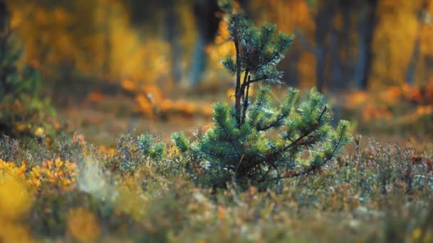 Een Close Van Jonge Dennenboom Het Kleurrijke Toendra Kreupelhout Langzame — Stockvideo