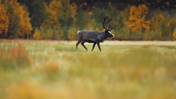 Reindeer Huge Antlers Walks Meadow Norwegian Wilderness Autumn Forest Background — Stock Video