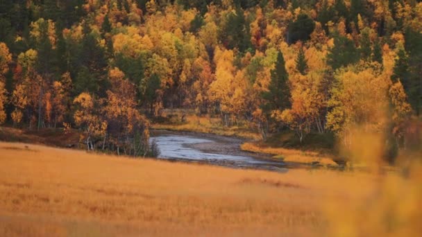 浅い川は 鮮やかな紅葉の谷を意味します スローモーション パンを残しました 高品質4K映像 — ストック動画