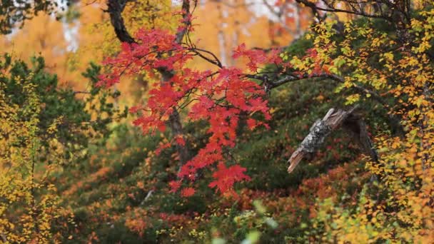 Zbliżenie Zdjęcia Liści Jasnoczerwonego Łabędzia Kolorowy Jesienny Las Tle Wysokiej — Wideo stockowe