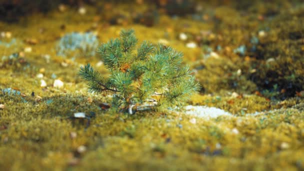 Close Young Pine Tree Moss Covered Ground Autumn Tundra Slow — Stock Video