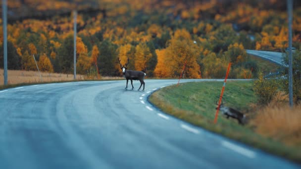 Twee Rendieren Steken Langzaam Smalle Weg Het Noorse Platteland Herfstbos — Stockvideo