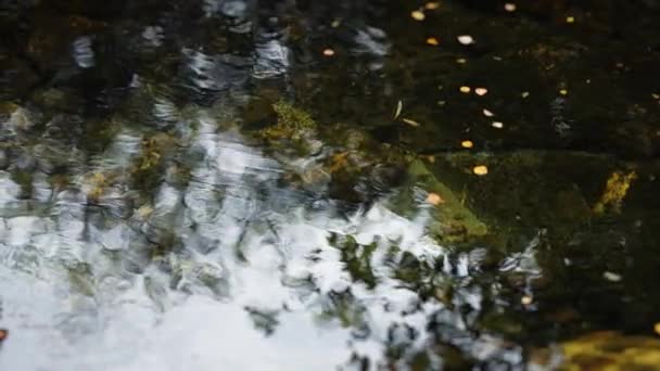 Прозрачная Чистая Вода Мелкого Пруда Каменистым Дном Поверхности Протекают Речки — стоковое видео