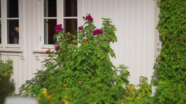Rosas Púrpuras Jardín Cerca Casa Rural Blanca Cámara Lenta Derecha — Vídeos de Stock