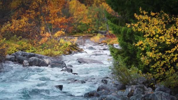 岩の多い川底を流れる山河の映像は 秋の魅惑的な色合いに囲まれています 葉は空中に浮かぶ スローモーション パンを残しました 高品質4K映像 — ストック動画