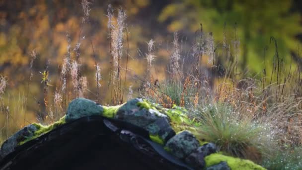 Травы Мох Пышные Сорняки Покрытые Росой Растут Крыше Медленное Движение — стоковое видео