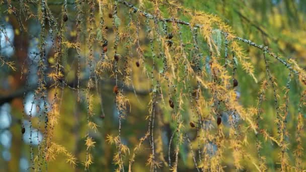 雨滴が散りばめられ 背景に細い針状の葉で覆われた暗い細いカラマツの木の枝 スローモーション パン右 高品質4K映像 — ストック動画