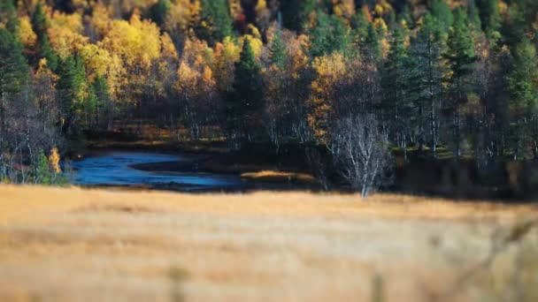 Elszáradt Nedves Réteken Norvég Tundrán Vegyes Őszi Erdő Sekély Folyó — Stock videók