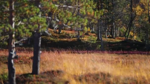 Висушена Трава Вологих Луках Норвезькій Тундрі Змішаний Осінній Ліс Темні — стокове відео