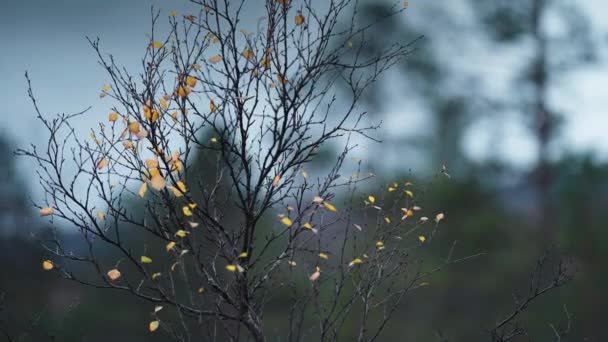 深色的细桦树枝条上撒满了雨滴 几片明亮的黄叶依然紧贴着枝条 慢动作 向右转 高质量的4K镜头 — 图库视频影像