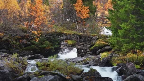Sonbahar Ormanıyla Çevrili Vahşi Dağ Nehrinin Üzerindeki Eski Bir Yosun — Stok video