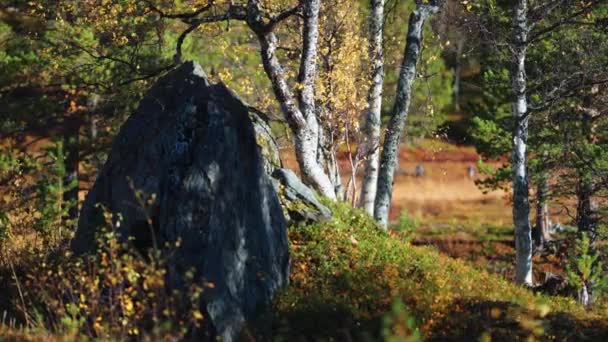 Tundra Manzarasında Güneşli Huş Ağacı Renkli Çalılıklar Zemini Kaplıyor Ağaçların — Stok video