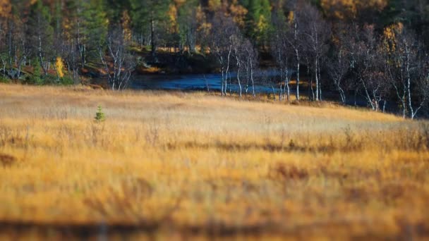 Засохшая Трава Мертвые Деревья Влажных Лугах Норвежской Тундре Смешанный Осенний — стоковое видео