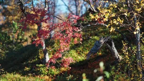 Folhas Vermelhas Coloridas Cobrem Galhos Árvore Rowan Plano Perto Câmara — Vídeo de Stock