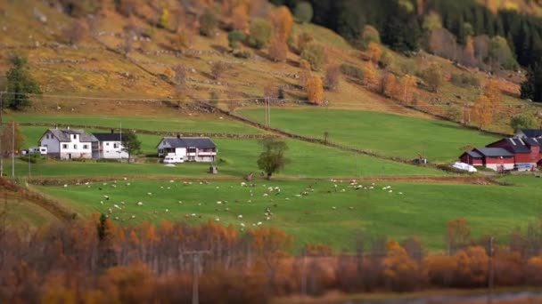 Eine Schafherde Wird Vom Feld Zum Stall Getrieben Zeitraffer Zoomvideo — Stockvideo