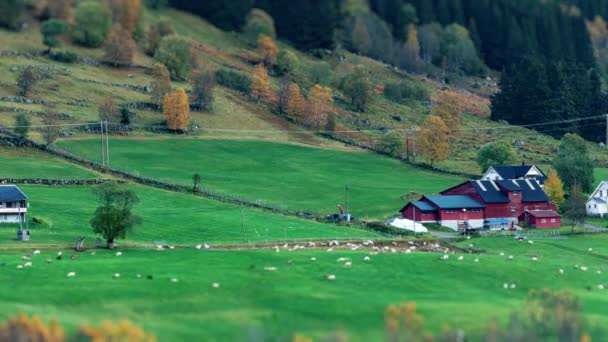 一群羊在山脚下的绿色牧场上吃草 时间流逝视频 高质量的4K镜头 图库视频