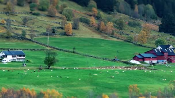 一群羊在山脚下的绿色农场牧场上吃草 云彩掠过头顶 在草地上投下了阴影 时间流逝视频 高质量的4K镜头 免版税图库视频片段