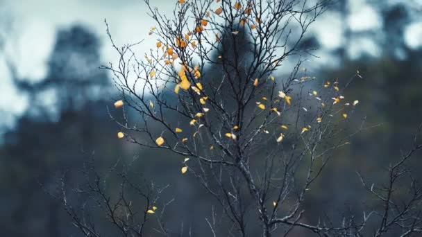 深色的细桦树枝条上撒满了雨滴 几片明亮的黄叶依然紧贴着枝条 慢动作 向右转 高质量的4K镜头 视频剪辑