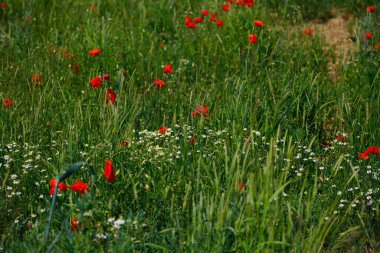 Kırmızı gelincikli güzel tarla
