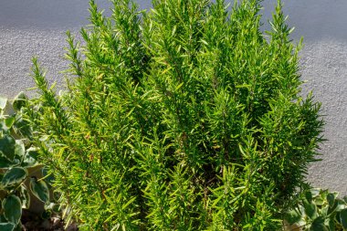 Yeşil biberiye çalısı, birçok dal rastgele sıralanmış. taze baharat