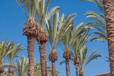 Las Palmas, İspanya 'da Palmiye Ağaçları