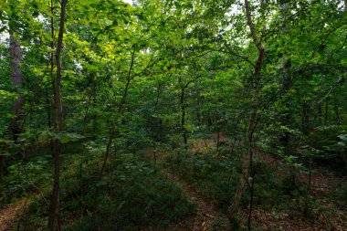 Nuremberg 'de Orman, Almanya Yaz ve Gündüz.