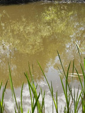 Altmuehl nehri yazın kirli ve önünde bitkiler var..