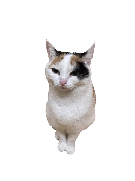 Kırpılmış Kedi Kameraya Renk Bakıyor — Stok fotoğraf