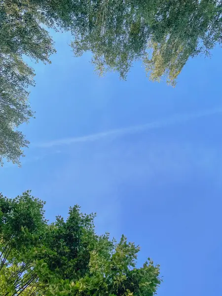 stock image The green trees top in forest blue sky and sun beams shining through leaves. Bottom view.