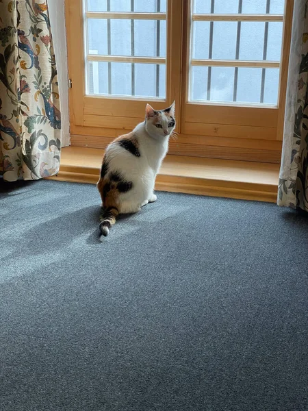 昼間は木の窓の前に猫 — ストック写真