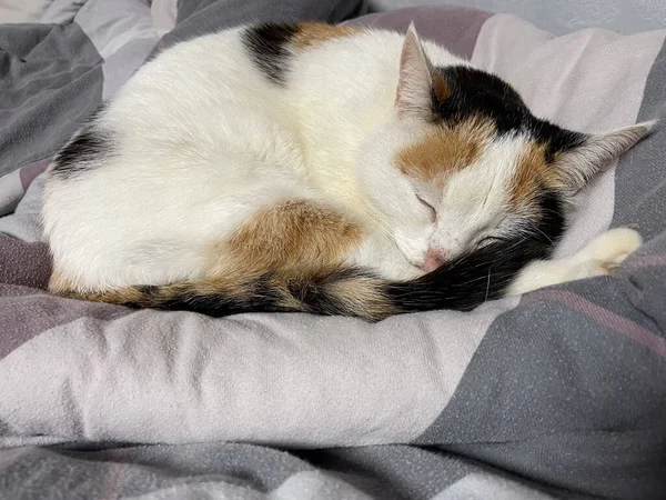 Tri Colored Cat Sleeping Peacefully Enjoying Cat Nap — Stock Photo, Image