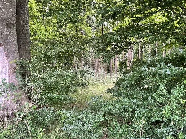 Yaz mevsimi Forrest Falbental, Treuchtlingen, Almanya