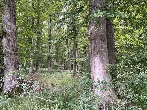 stock image Summer in the Forrest Falbental, Treuchtlingen, Germany