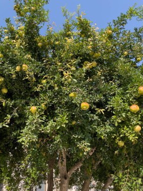 Punica, çiçek açan bitki familyası Lythraceae 'de meyve taşıyan küçük bir ağaç cinsidir. Daha iyi bilinen türler ise nar (Punica granatum).).